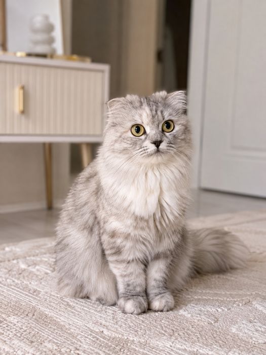 Бесплатно умная кошка