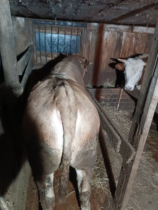 Продам Быка с откорма