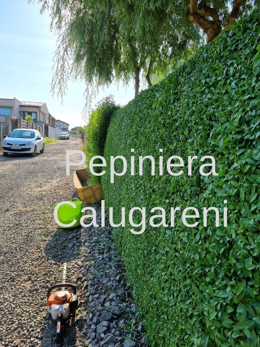 Lemn cainesc - Ligustrum ovalifolium - Gard viu - Pepiniera Calugareni