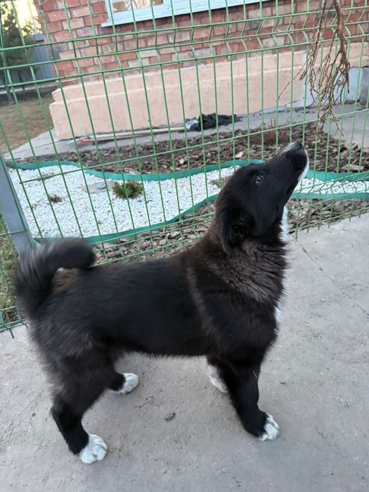 Продам щенков лайки