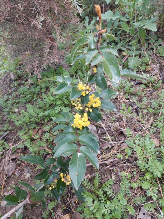 Ko'chatlar dekarativni