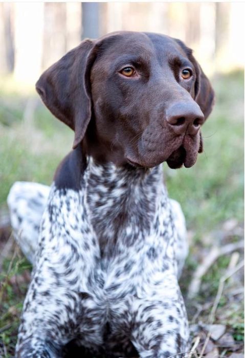 Кученца Курхаар от Руски родители