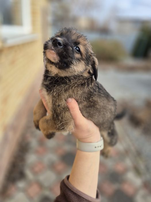 Щенки подрощенные Стерилизованы.