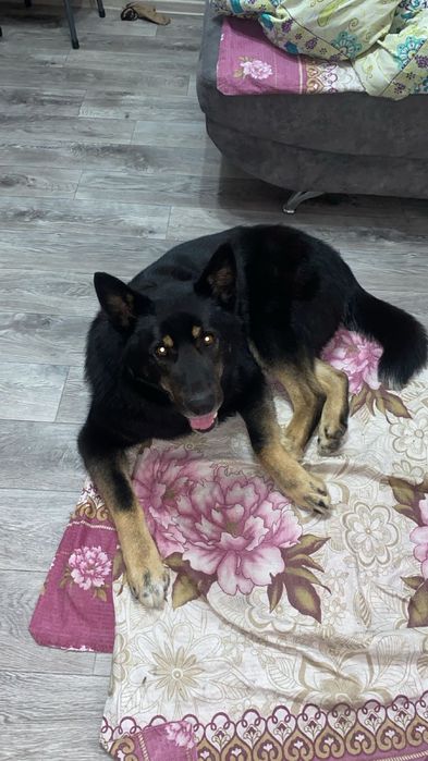 Европейская овчарка