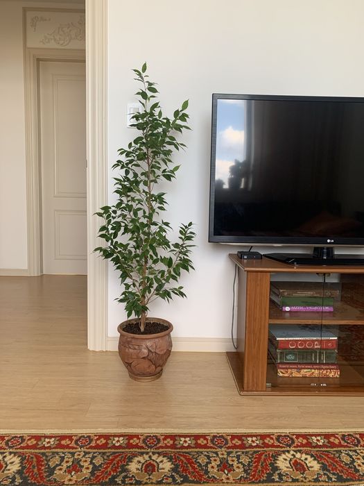 Комнатные цветы ухоженные