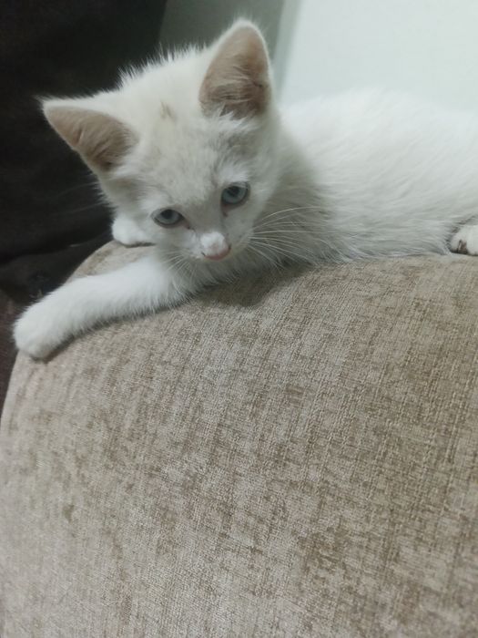 Отдам котенка девочку