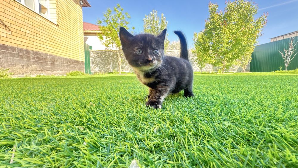 Мимимишные котята