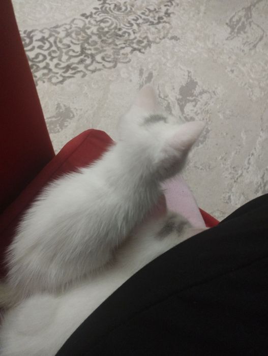 Продам котенка породистых