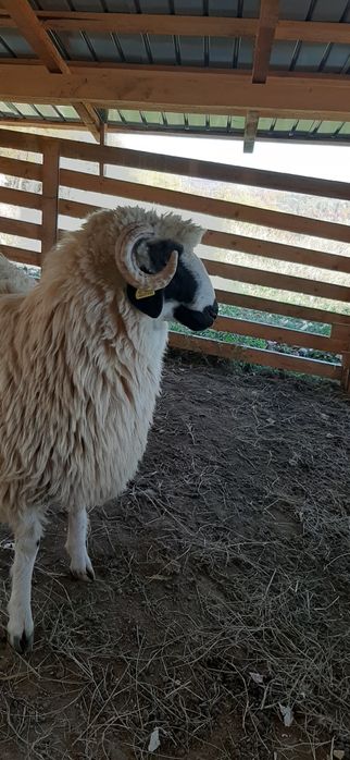 Berbecuți de vânzare