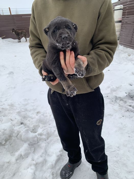 Продается Щенкии Алабая 1месяц