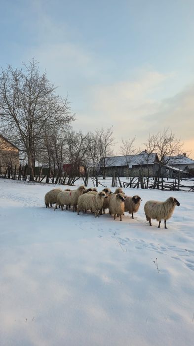 Vând 10 oi gestante
