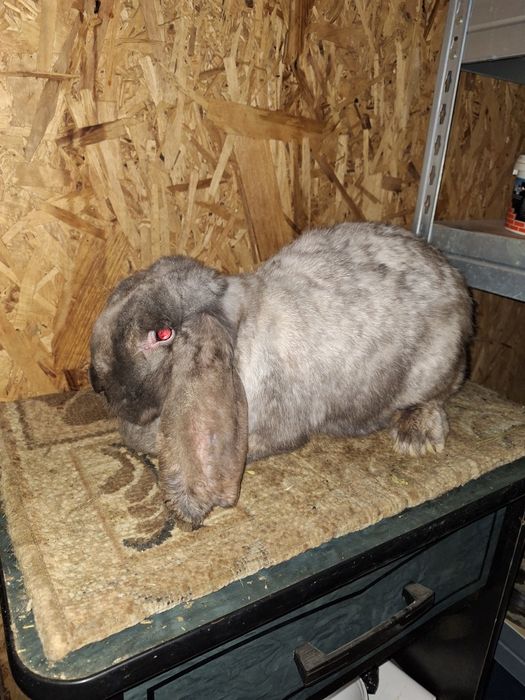 Femela berbec german