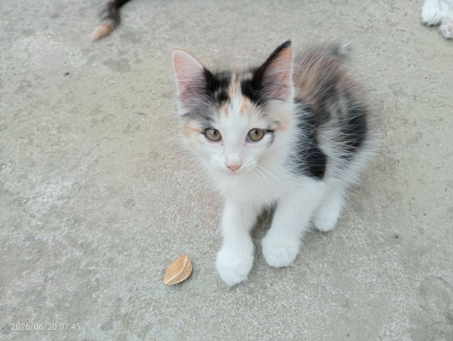 Котята / Мушукчалар