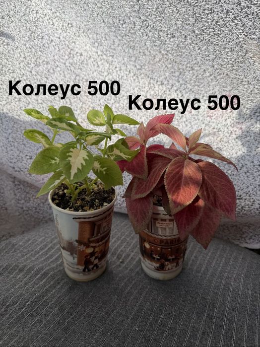 Комнатные цветы.