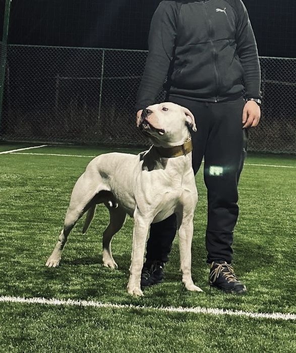 Dogo Argentino / Dog Argentinian de vanzare
