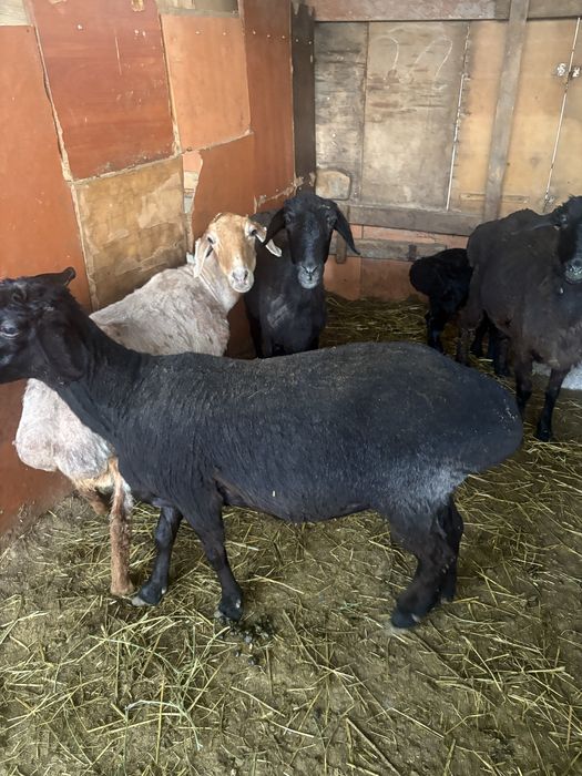 Домашние животные