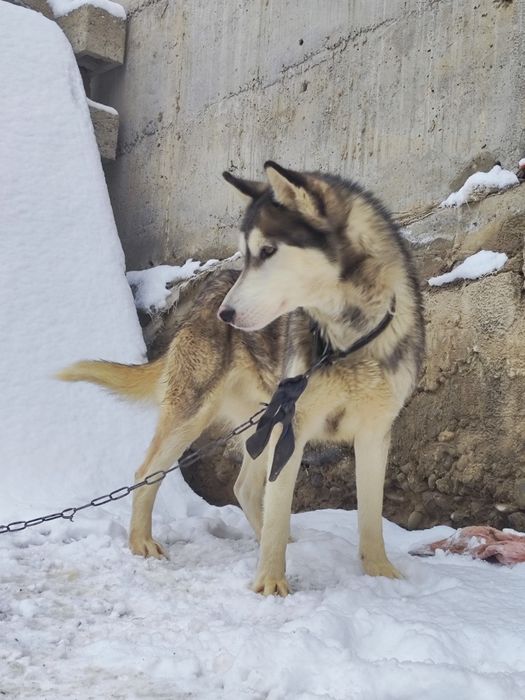 Собака Хаски девочка