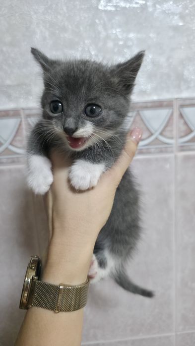 Отдам котёнка мальчика