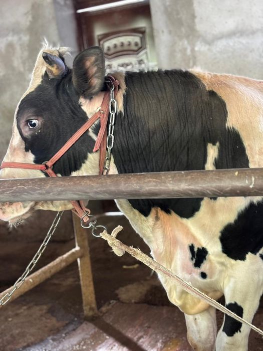 Бык Гольштейн для породы