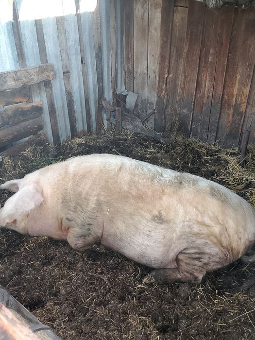 Продам кабан кастрированный