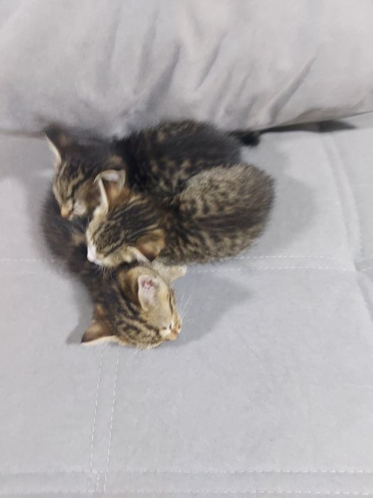 Отдам котят даром