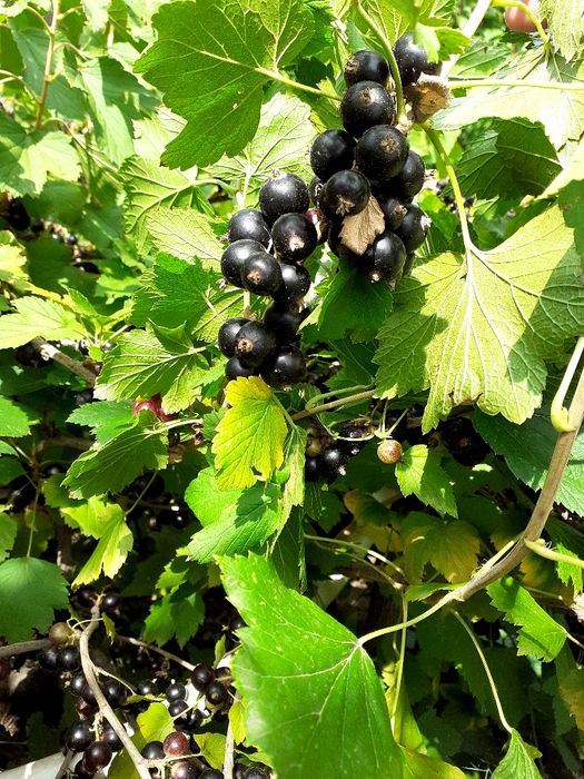 Продам прирост- Продам молодые кустики  черной смородины