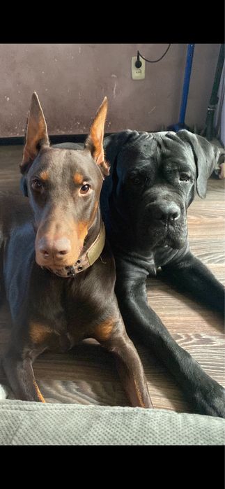 Доберман с родословной на вязку .