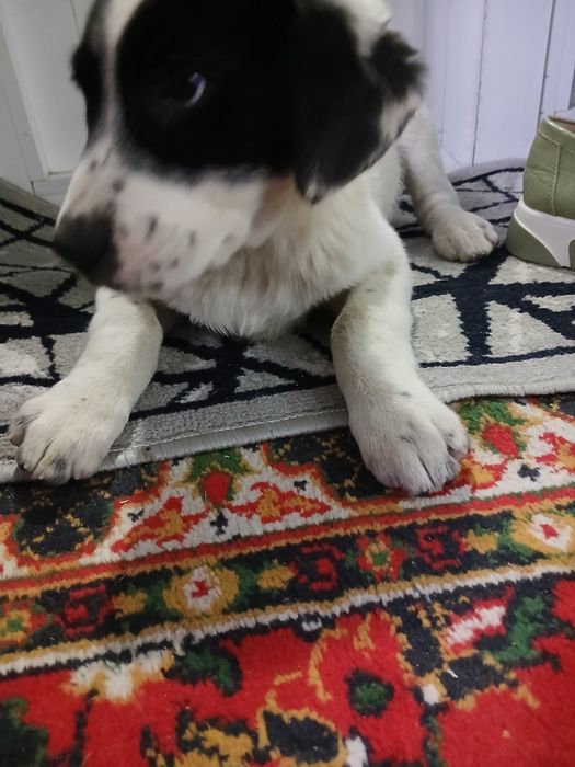 Тоза кучукча кизча яхши одамга берамиз