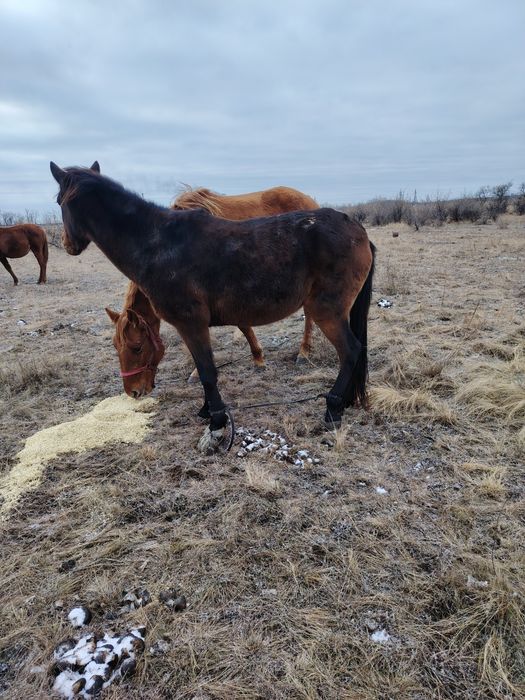 Кабыла 5 лет крепкая
