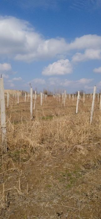 Шпалер сотилади.