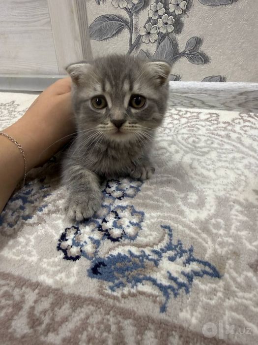Скоттиш Фолд, 2 мальчики