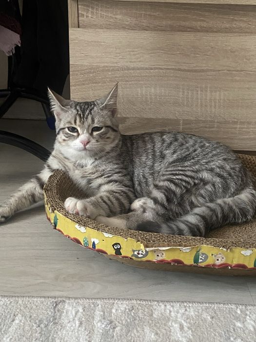 Продаеться британский кот.