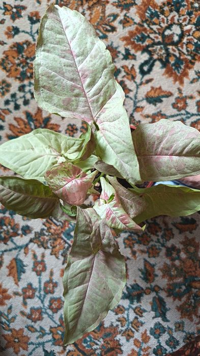 Сингониум с эффектом краски