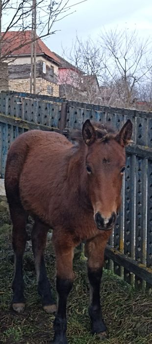 De vânzare iapă cu mânză