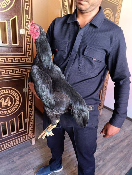 Привазной макиённи кироличаси