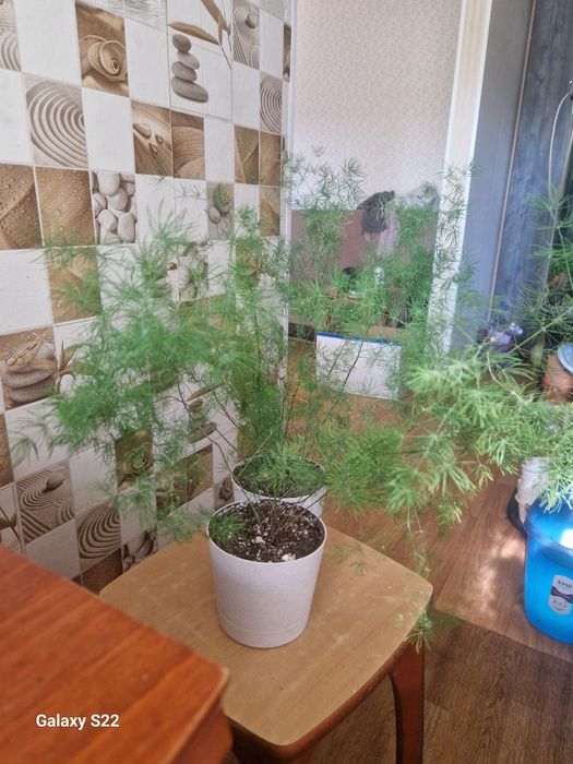 Продам аспарагус перистый.