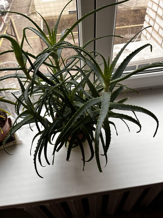 Алое столетник древовидное