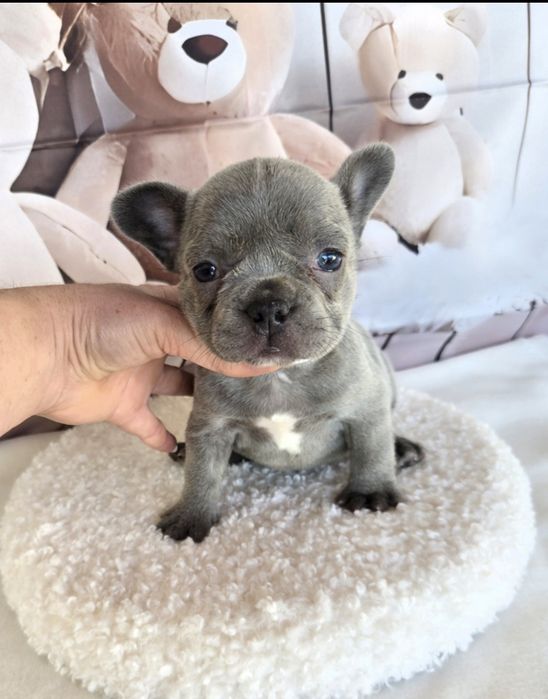 Френски бурдог елитна кръвна линия