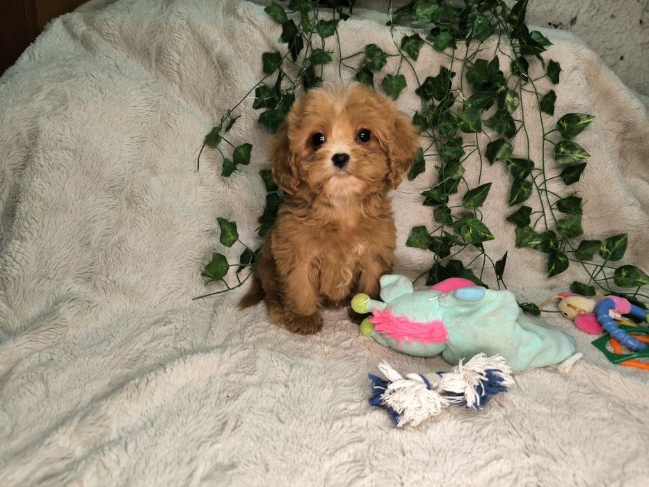 Vand fetita Cavapoo toy  red F1