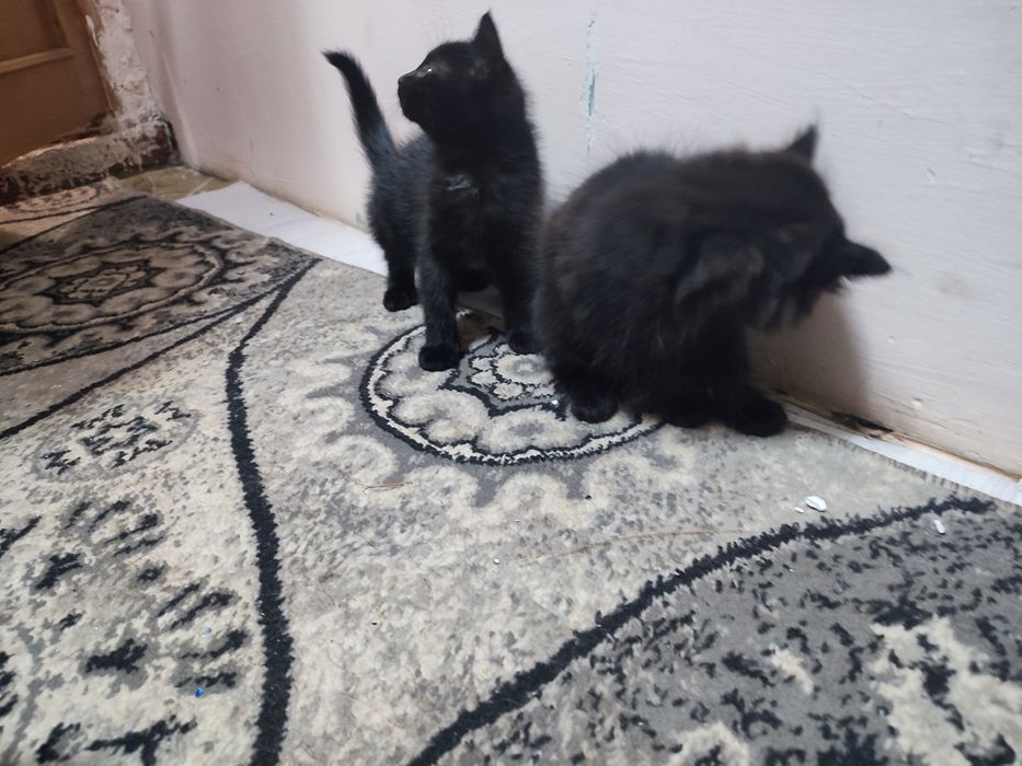 Отдам котят в хорошие руки