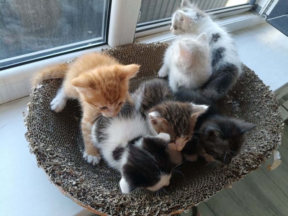 Котята бесплатно