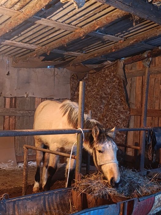 Продам жеребчика