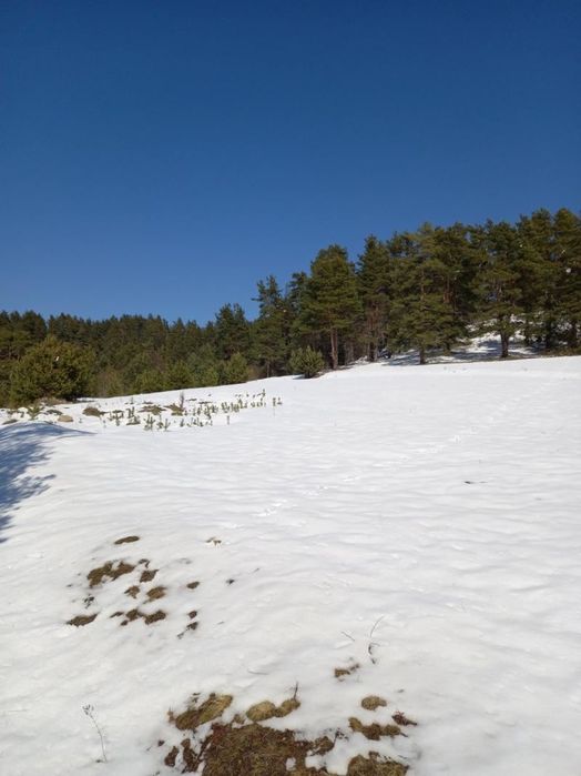 Продава се Парцел в Батак - 2848 кв.м за 31 €/кв.м - Снимка #1