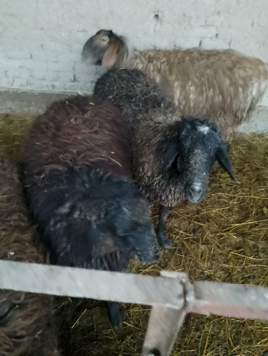 Qoʻy va qoʻchqor sotiladi