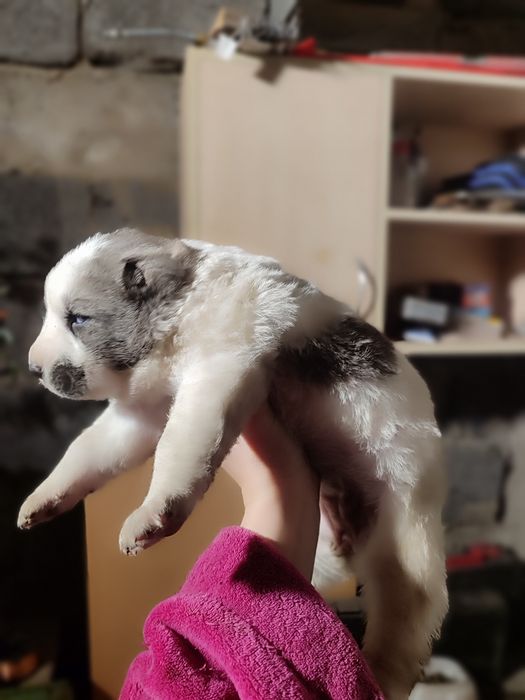 Алабай щенки алабаи