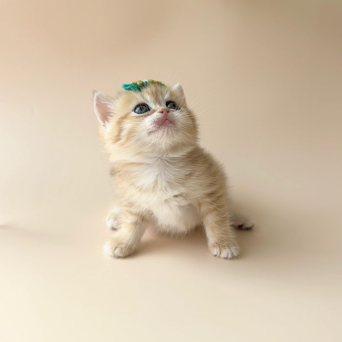 Британские котята Шиншиллы