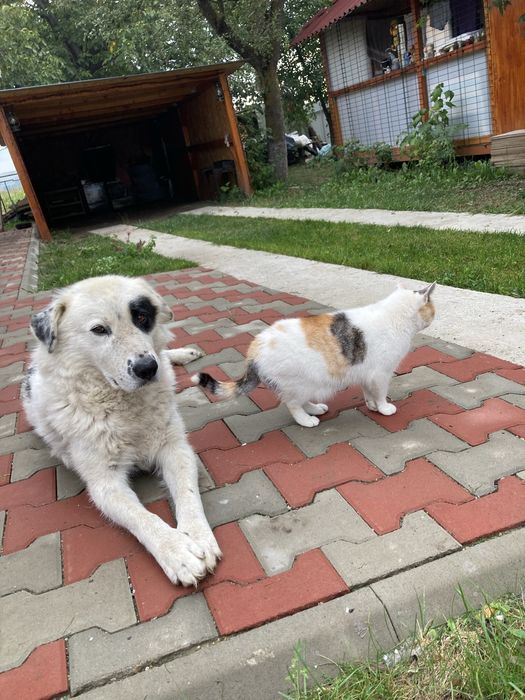 Catel   adoptie Neamt -Bodesti