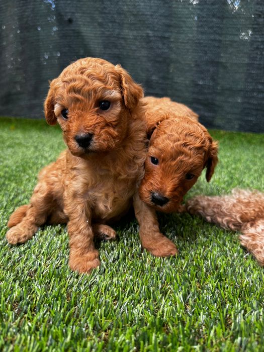 Той Пудел / Toy Poodle