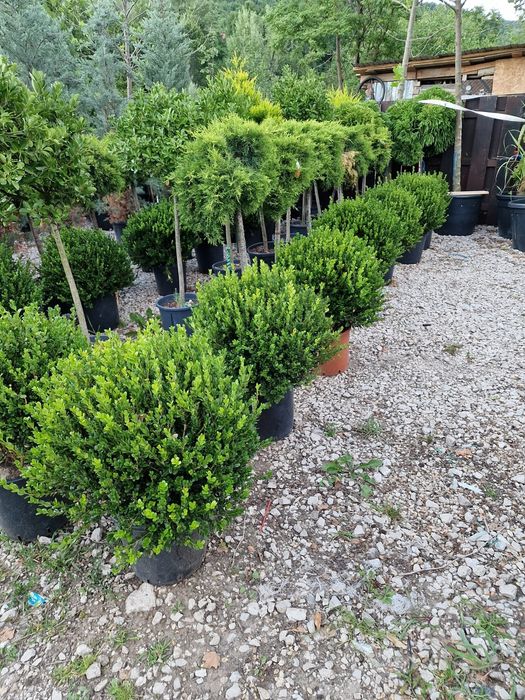 Vând plante ornamentale globulare