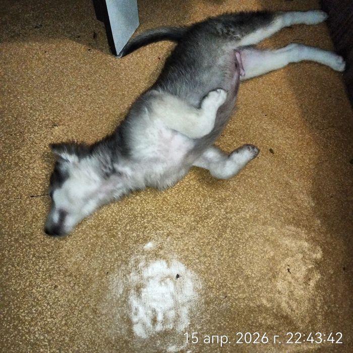 Щенок в поисках дома.